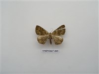 藏品(尺蛾204)的圖片